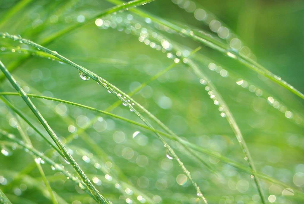 It's Not Work, It's Gardening! Rain rain rain rain (no rain) rain rain...